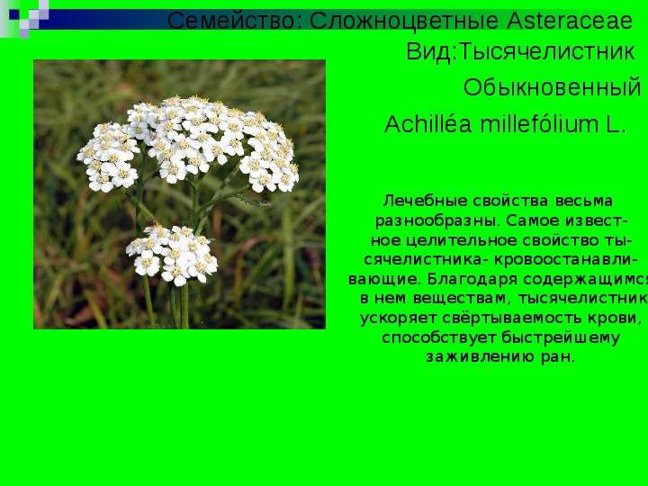 


 
Семейство: Сложноцветные Asteraceae  Вид:Тысячелистник 
Обыкновенный
Achilléa millefólium L.  
