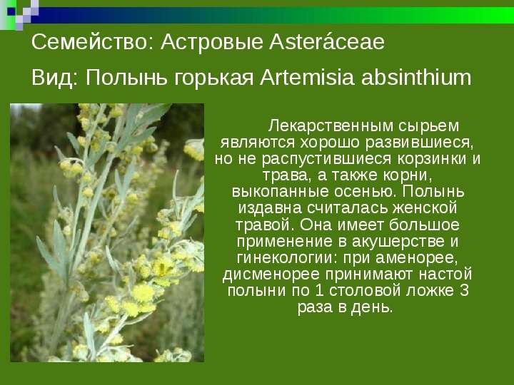 Лекарственные растения Арзамасского района              Работу выполнили:                                                           ученицы 11 «А» класса                 , слайд №3