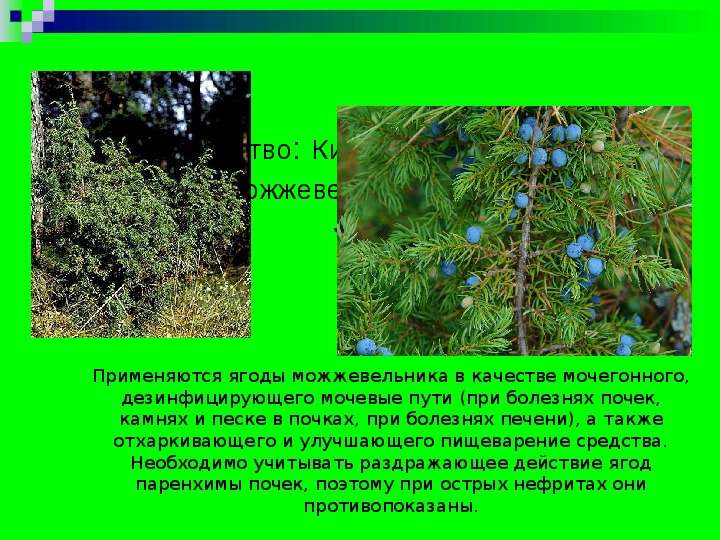 





                Семейство: Кипарисовые Cupressaceae 
                   Вид :Можжевельник обыкновенный
                                          Juniperus communis




