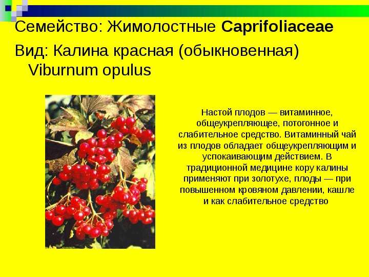 



Семейство: Жимолостные Caprifoliaceae 
Вид: Калина красная (обыкновенная) Viburnum opulus 
