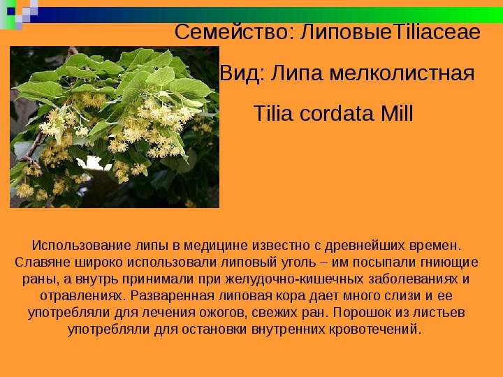 Лекарственные растения Арзамасского района              Работу выполнили:                                                           ученицы 11 «А» класса                 , слайд №8