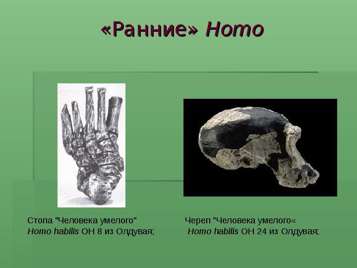 Ранние homo. Олдувай человек умелый. Олдувай презентация на тему. Ранний и поздний Олдувай.