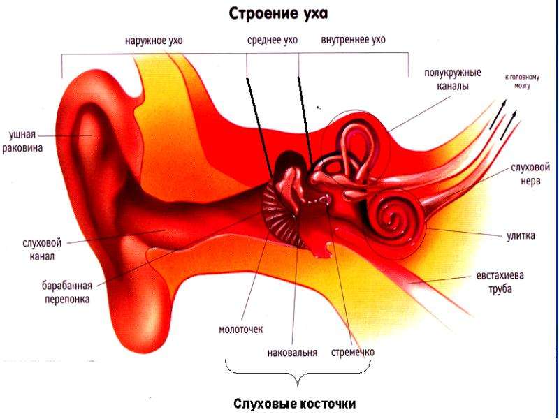 Рисунок ухо по биологии 8 класс