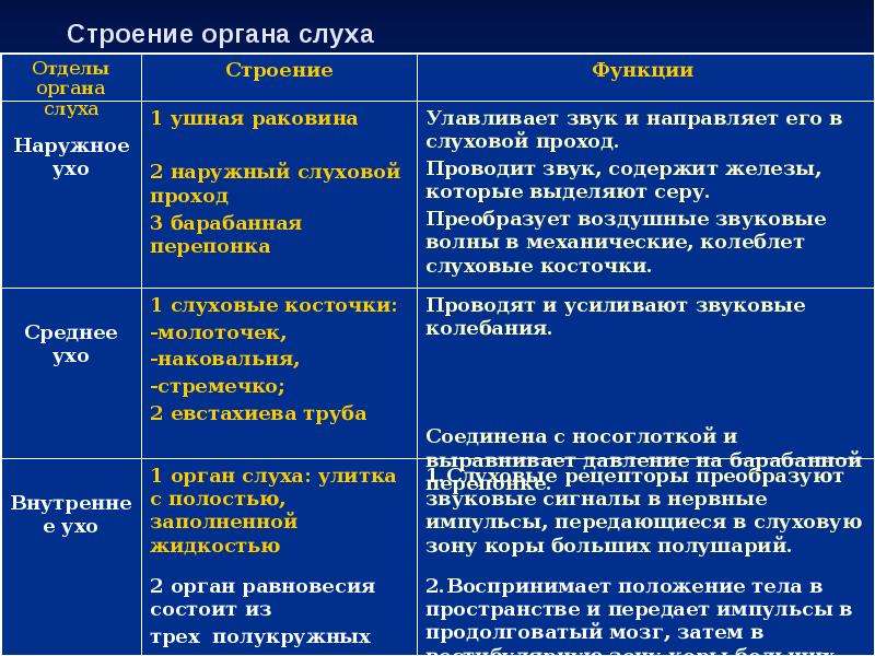 Слуховой и вестибулярный анализаторы 8 класс презентация