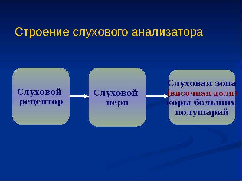 Презентация на тему слуховой анализатор 8 класс