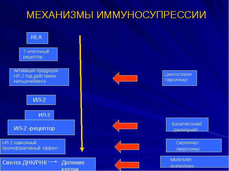 Иммуносупрессия. Механизмы иммуносупрессии. Механизмы развития метаболической иммуносупрессии. Иммуносупрессивное действие это. Иммуносупрессия это иммунология.