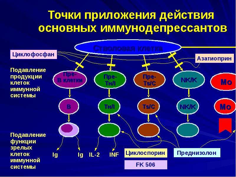 Приложение действие. Механизм иммуносупрессивного действия. Циклофосфамид механизм действия. Иммунодепрессанты механизм действия. Циклофосфамид механизм.