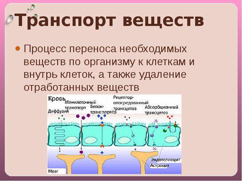 Транспорт веществ рисунок