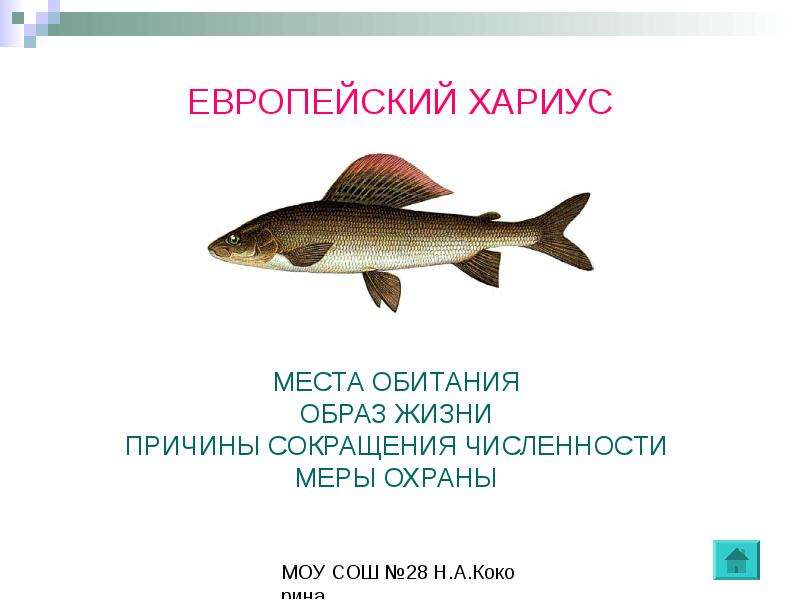 Рыбы кировской области презентация