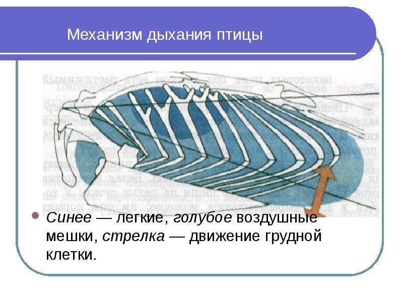 Схема дыхания птиц