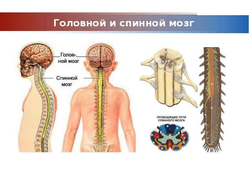 Где находится спинной мозг у человека с картинкой