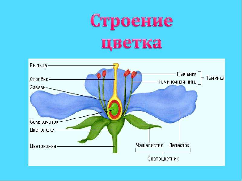 Части цветка и их функции. Генеративные органы цветка. Цветок и его строение. Цветок строение и функции.