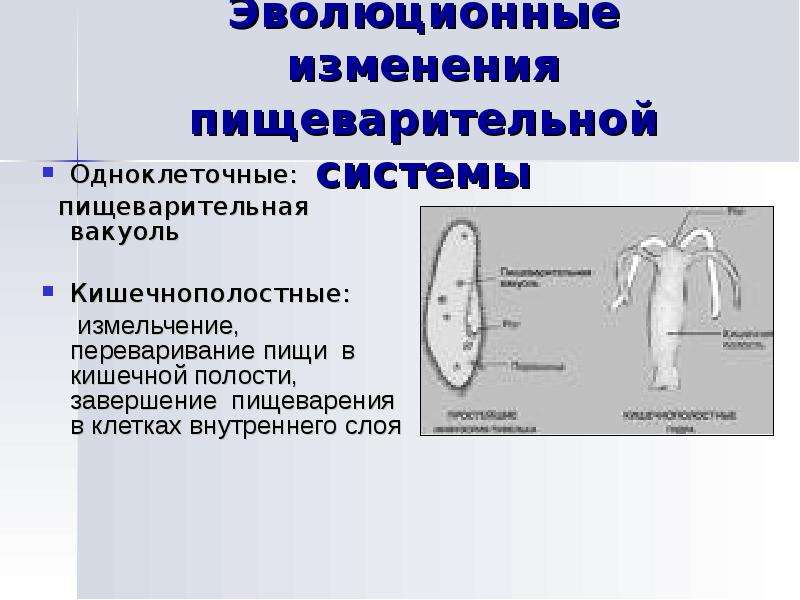 Эволюционные изменения. Пищеварительная система кишечнополостных. Пищеварительная система одноклеточных. Эволюционные изменения пищеварительной системы одноклеточных.. Особенности пищеварения одноклеточных.