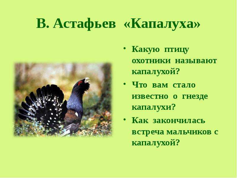 Люби животное 3 класс. Капалуха Астафьев. В П Астафьев Капалуха. Астафьев Виктор Петрович Капалуха. Капалуха в Астафьев 3 класс.