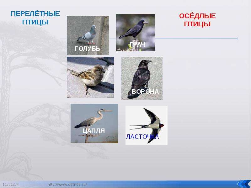 Жизнь мигрирующих и оседлых птиц. Оседлые птицы. Мигрирующие и оседлые птицы. Голубь оседлая птица. Изображение оседлые птицы.