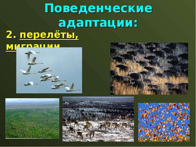 Адаптация насекомых к сезонным изменениям в природе презентация 9 класс