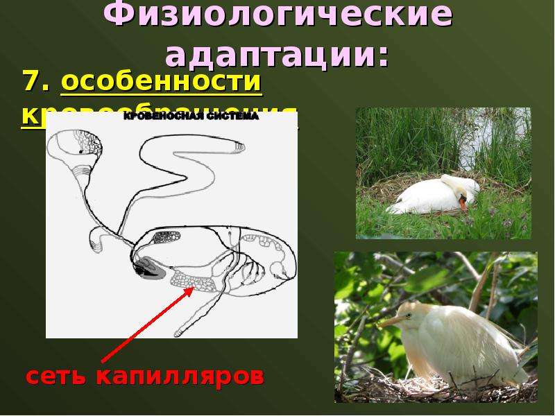 Физиологическая адаптация. Физиологические адаптации птиц. Морфологические адаптации птиц. Вид адаптации у птиц. Быстрый цикл развития адаптация.
