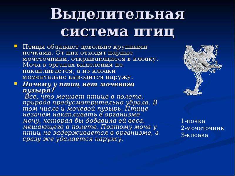 Какой орган выделительной системы отсутствует у птиц. Класс птицы 7 класс выделительная система. Выделительная система птиц 7 класс биология. Характеристика выделительной системы птиц. Выделительная система птиц 7.