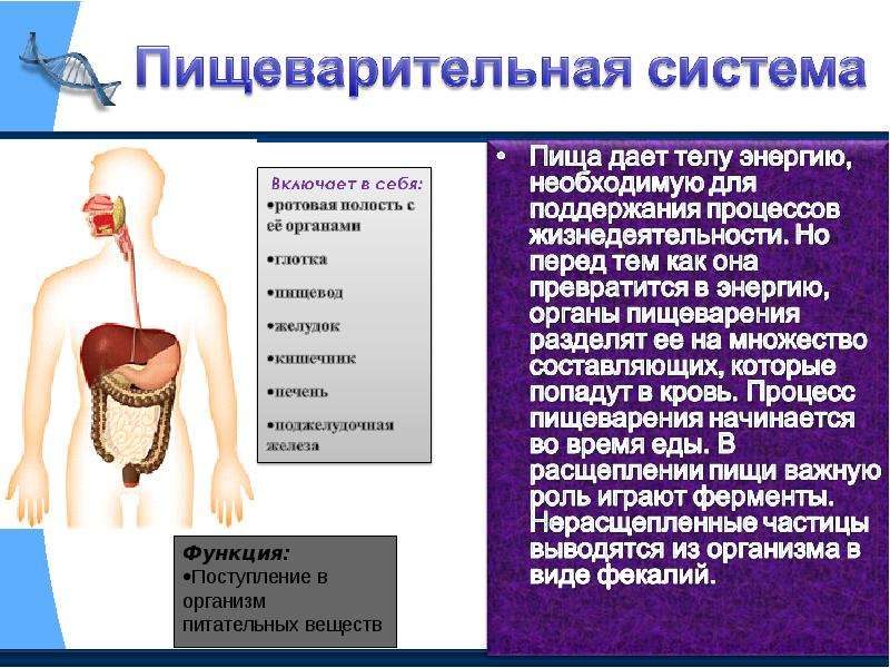 Проект на тему пищеварительная система человека