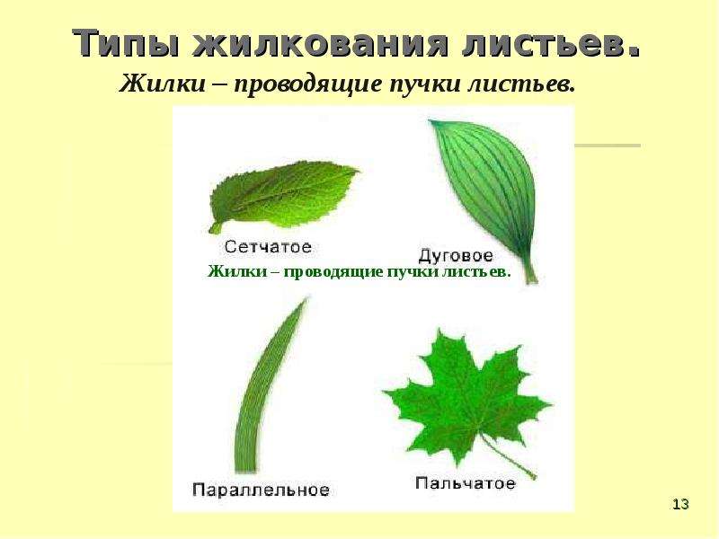 Типы жилкования листьев.