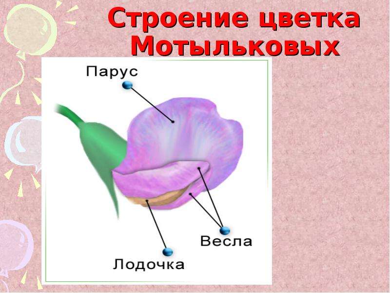 Схема цветка бобовых