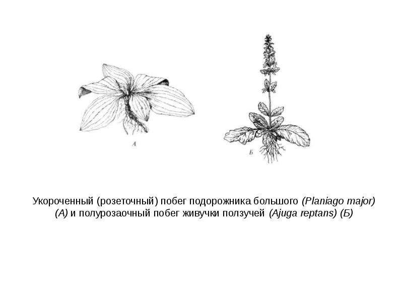 Подорожник удлиненный или укороченный. Классификация побегов розеточные. У коровяка укороченный побег. Схема строения растения розеточного побега. Укороченный побег подорожника большого.