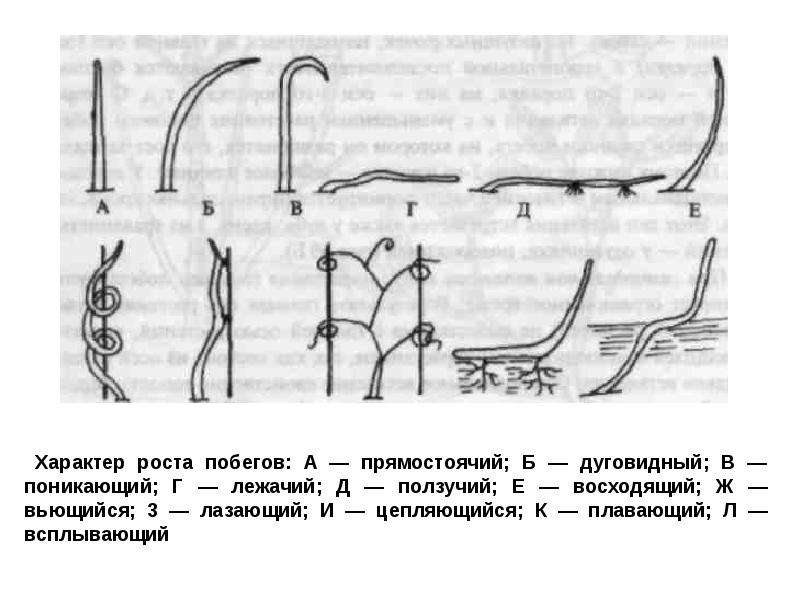 Характер роста. Типы стеблей по характеру роста. Типы стеблей по направлению роста. Характер роста побегов. Типы стеблей по направлению и характеру роста.