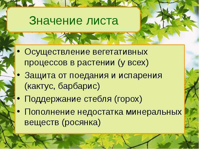 Роль листьев. Значение листа. Значение листа для растения. Значение листьев. Значение листа в жизни растения.