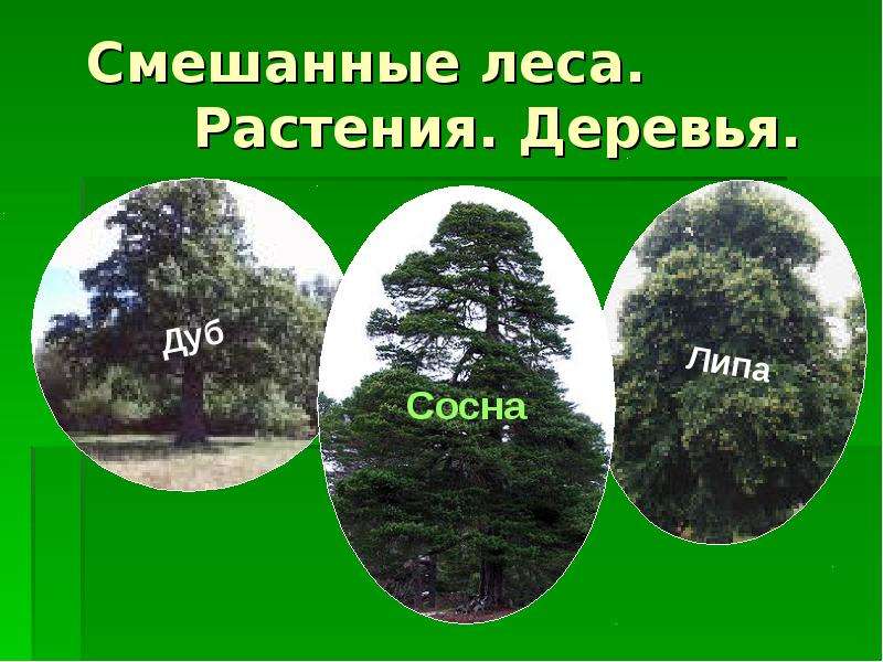 Растения леса 4 класс. Деревья смешанных лесов. Растения смешанного леса. Смешанные леса 4 класс. Деревья в смешанных лесах.