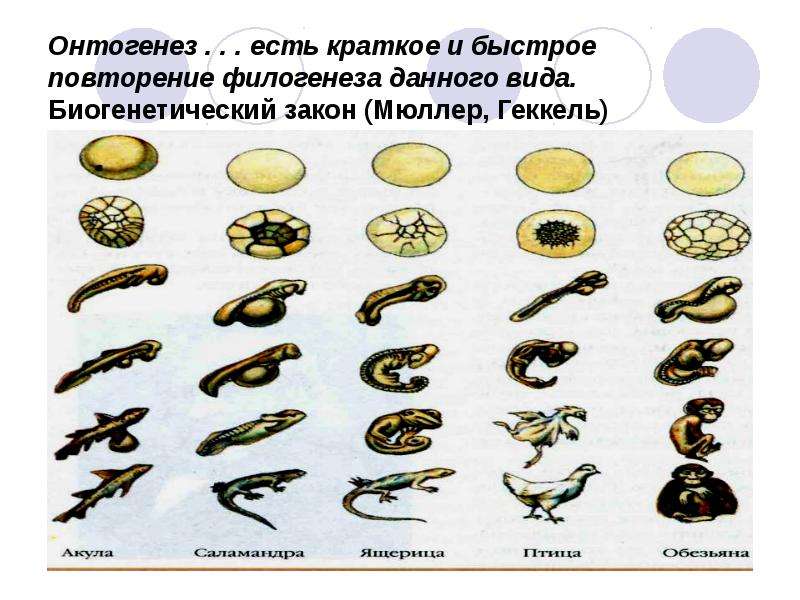 Индивидуальное развитие организма рисунок