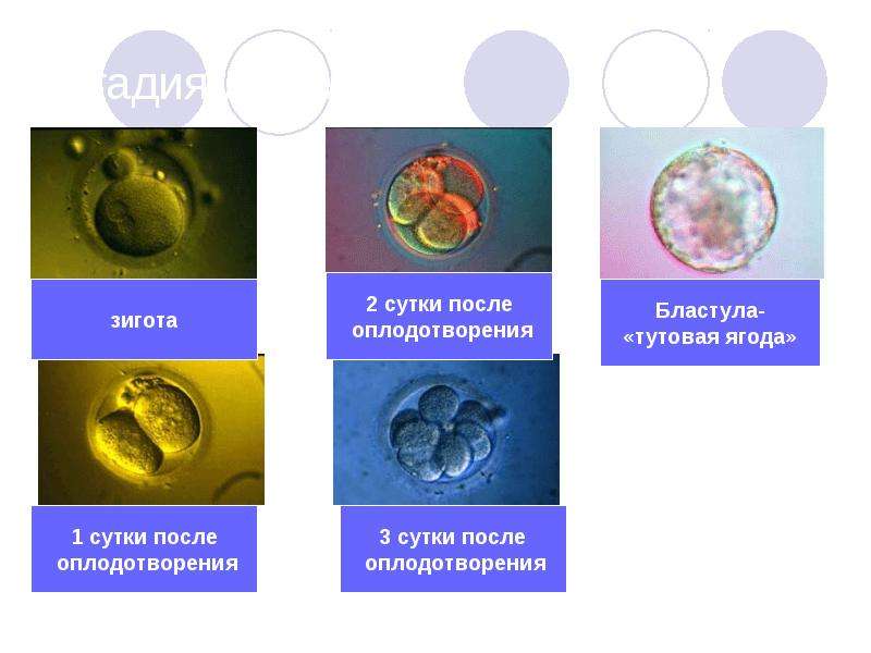 Оплодотворение 2 зигота. Зигота после оплодотворения. Сутки после оплодотворения. Сутки первые после оплодотворения. Вторые сутки после оплодотворения.