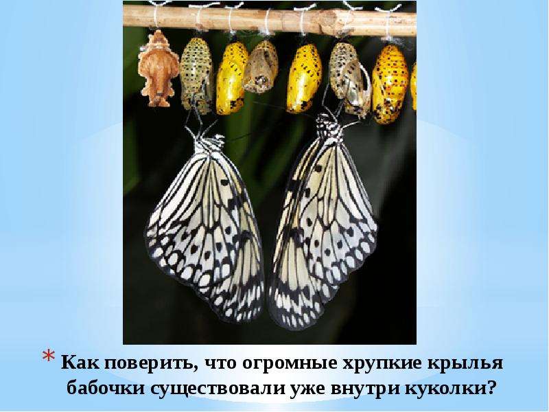 Как поверить, что огромные хрупкие крылья бабочки существовали уже внутри куколки?