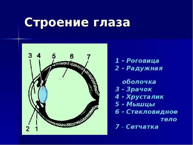 Выберите 3 верно обозначенные подписи к рисунку строение глаза