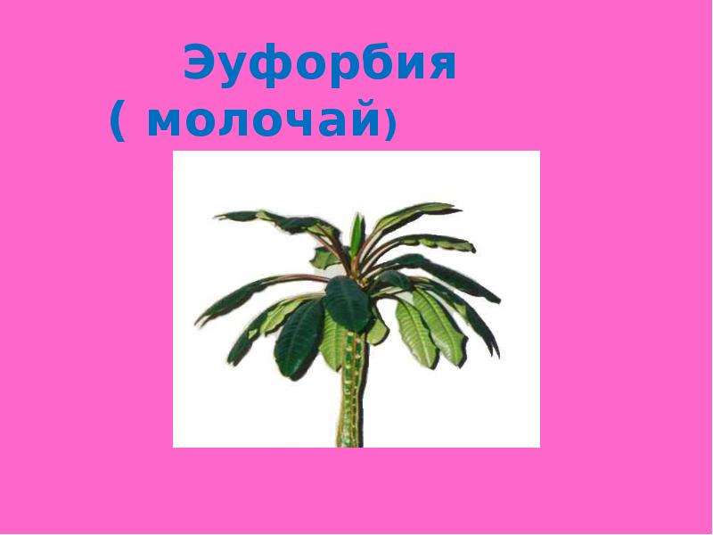 Комнатные растения 1 класс. Родина молочая комнатного растения. Комнатные растения 1 класс окружающий мир. Комнатные цветы 1 класс. Комнатные растения 1 класс окружающий.