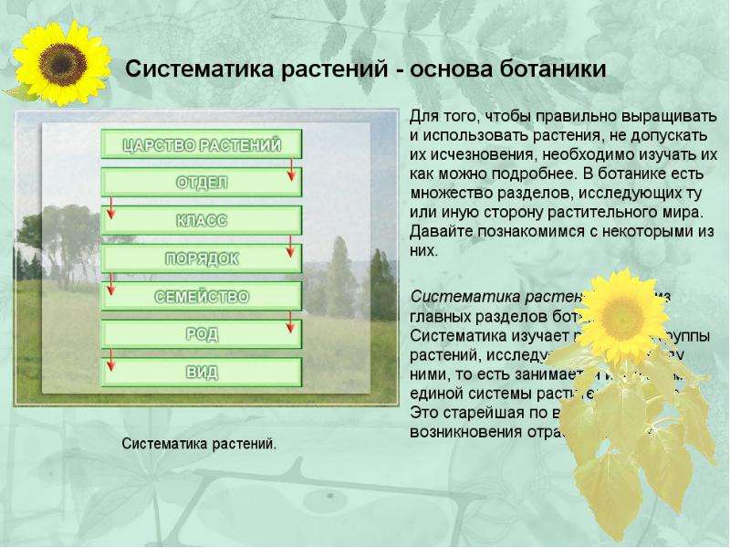 Основы систематики растений презентация