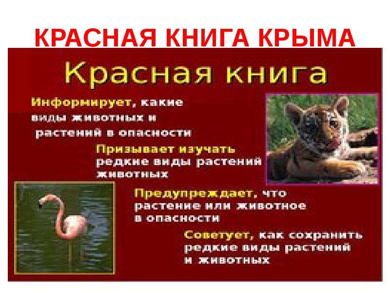 Животные красной книги крыма фото и описание