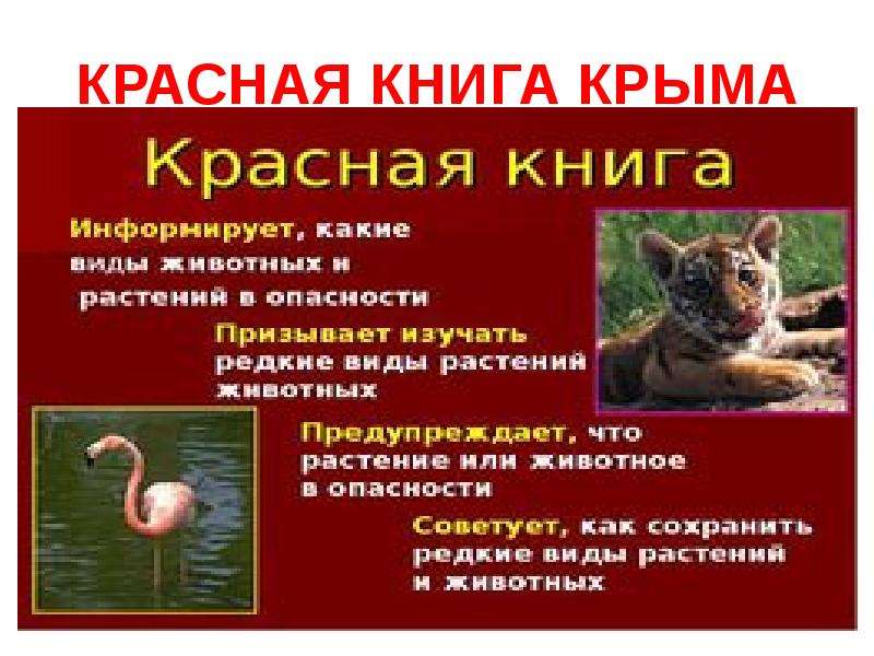 Проект красная книга крыма 2 класс окружающий мир с картинками