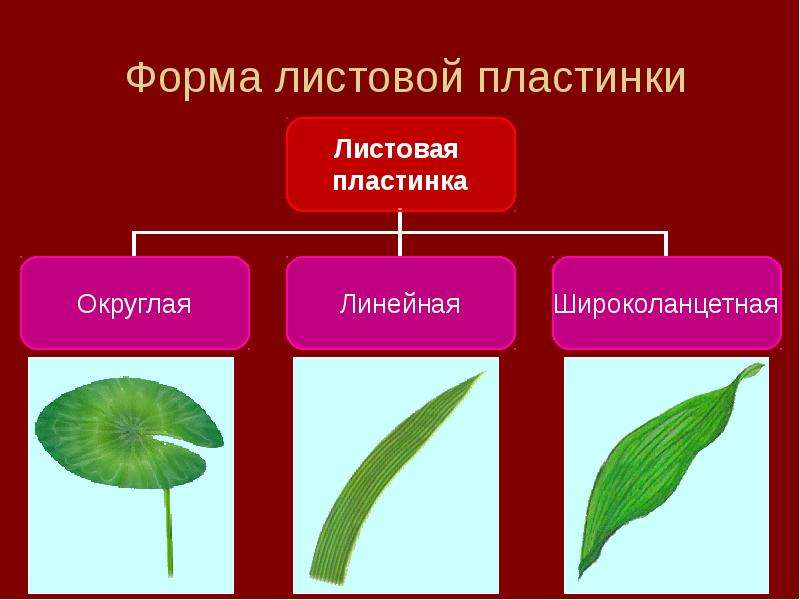 Расскажите о многообразии и строении листьев. Форма листовой пластинки ландыша. Ландыш Майский форма листовой пластинки. Форма листовой пластинки у сфагнума. Форма листовой пластинки папоротника.