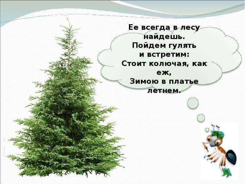 Что такое хвоинки презентация 1 класс. Её всегда в лесу найдёшь. Её всегда в лесу найдёшь стоит колючая как ёж. Тест что такое хвоинки. Загадка ее всегда в лесу найдешь стоит колючая как еж.