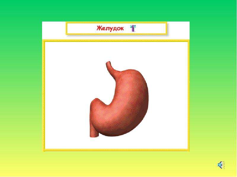 Органы человека 1 класс. Желудок орган человека для детей. Строение тела человека внутренние желудок. Желудок окружающий мир.
