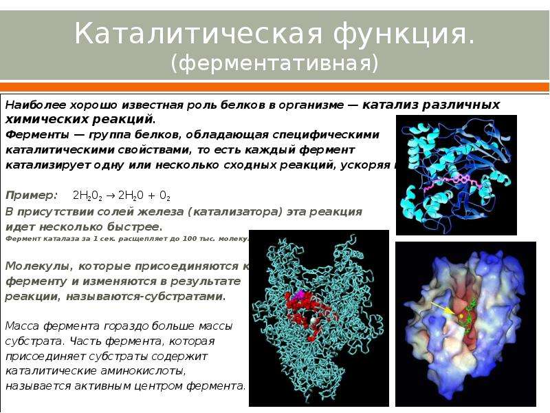 Биологическая функция белков презентация