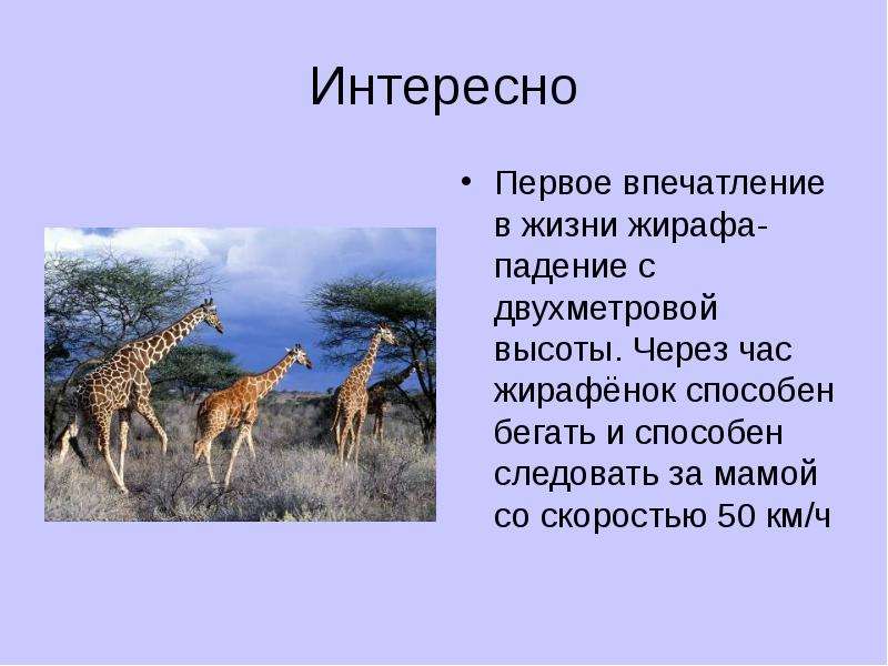 Физика в живой природе, слайд №11