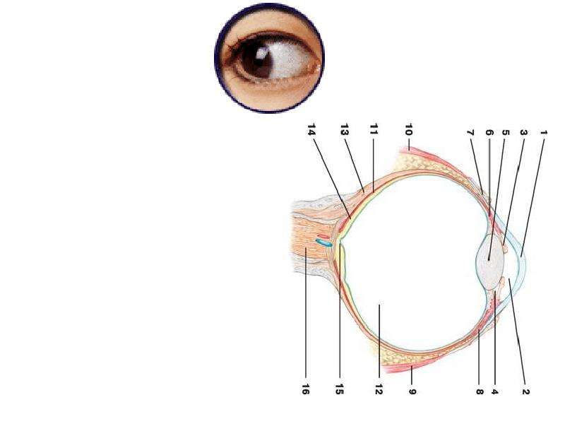 Задняя стенка глазного яблока