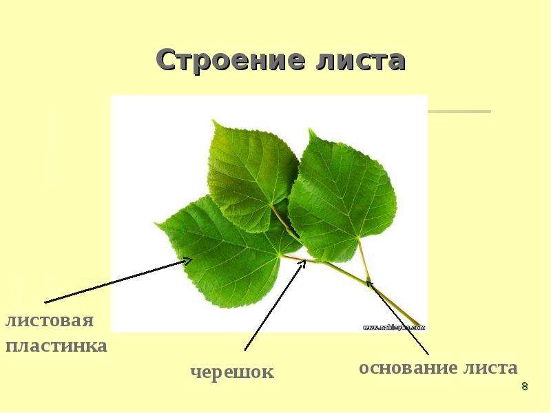 Презентация строение листа 6 класс биология