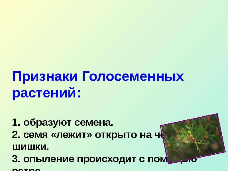 Голосеменные опыление ветром. Опыление голосеменных растений. Голосеменные растения опыляются с помощью. Опыление голосеменных происходит. Голосеменные растения опыляются только.