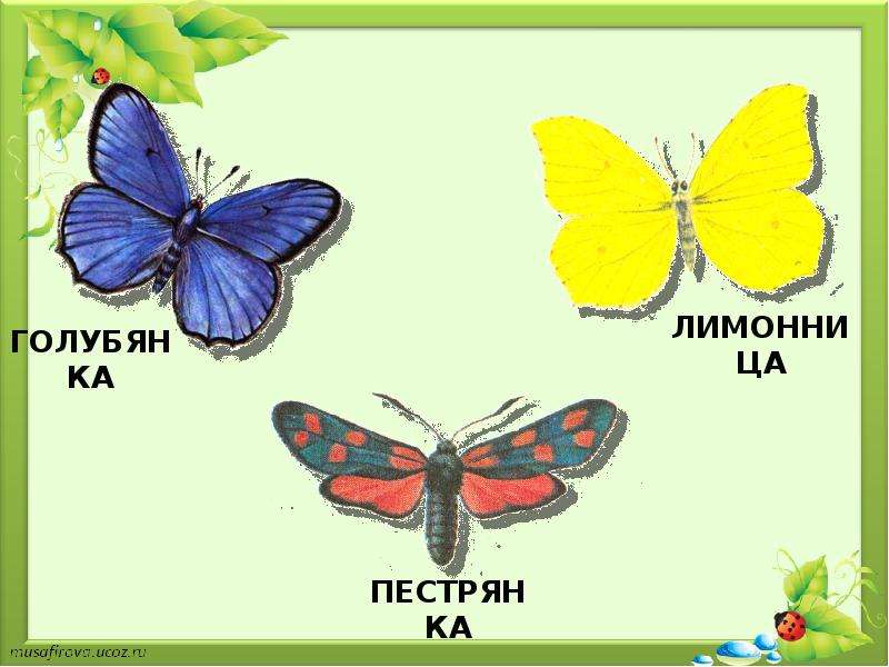 Почему нельзя рвать цветы и ловить бабочек презентация 1 класс