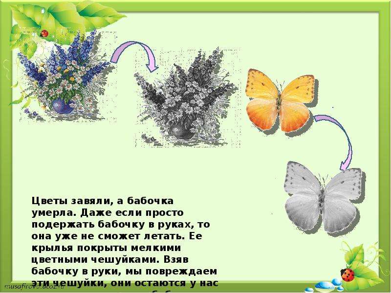 Песня не рви цветы завянут. Взаимосвязь цветов и бабочек. Взаимосвязь бабочки и цветка. Взаимосвязь цветов и бабочек 1 класс. Взаимоотношения бабочки и цветка.