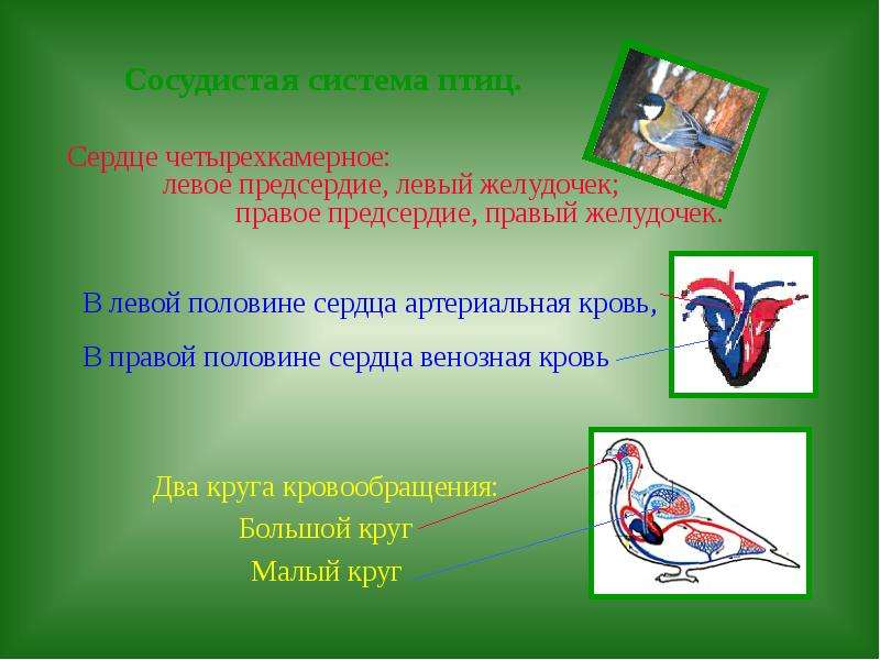 Проект эволюция кровеносной системы