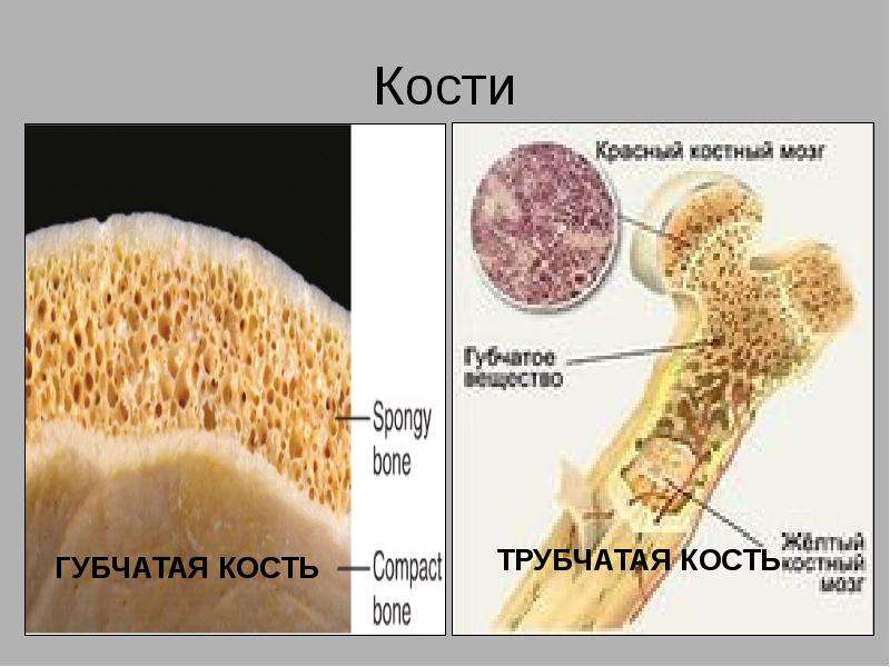 Губчатые кости. Трубчатая и губчатая кость. Трубчатая кость и губчатая кость. Строение губчатой кости. Губчатая кость строение.