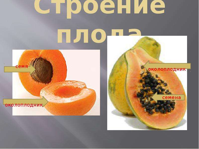 Строение плода околоплодник. Строение плода. Строение околоплодника. Околоплодник персика.